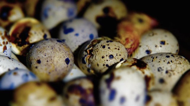 Chick Quail Hatch from Eggs. Timelapse
