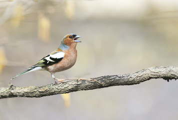 funny bird Chaffinch leaping singing the song in spring Park