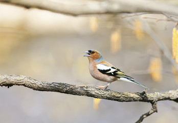funny bird Chaffinch leaping singing the song in spring Park
