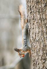 funny little furry squirrel climbing tree with nut in his teeth