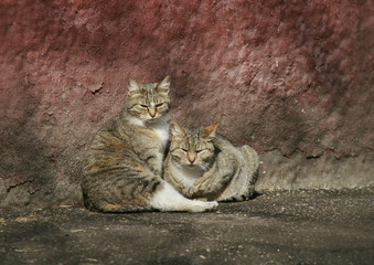 two funny stray cat lying in the sun