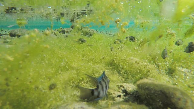 Tropical Fish in Freshwater Spring