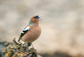  bird Chaffinch in the Park on a tree and sings