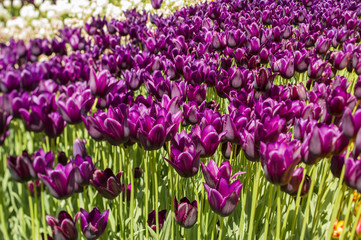 purple tulips in the park