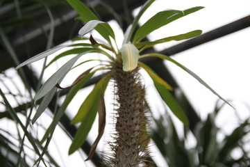 Cactus. Botanical garden. Natural design with organic texture