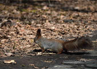 Squirrel red at the forest view from back
