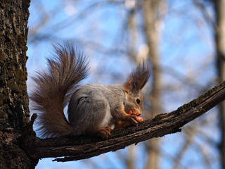 Squirrel red eating the apple at the tree