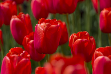 Large flowers of red tulips