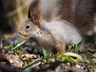 Naklejka na ściany i meble Squirrel red sitting at the ground at the blue flowers