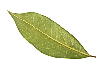 Single dried bay leaf isolated on white background