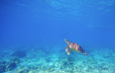 Fototapeta premium Sea turtle in shallow water. Wild turtle swims underwater in blue tropical sea.