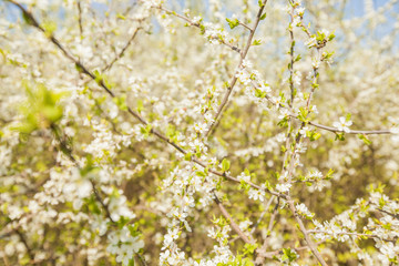 Spring flower tree blooming