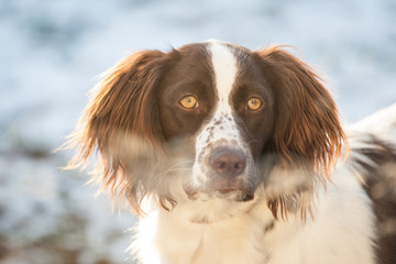 Munsterlander dog portrait