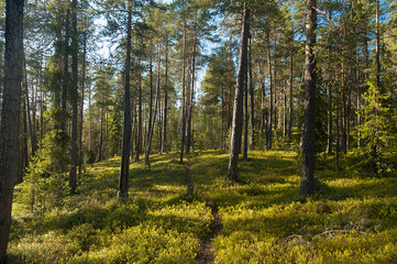 Fototapete bei efototapeten.de bestellen   