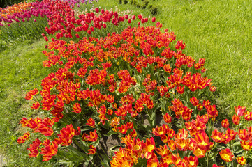 red yellow tulips in the garden