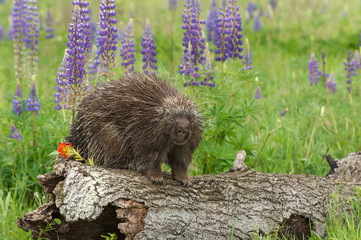 Porcupine (Erethizon dorsatum) Stares Out from Atop Log