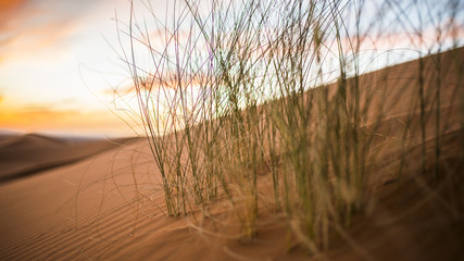 Sand dunes of the Sahara desert at sunset - Merzouga - Morocco