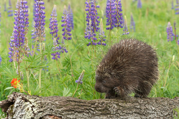 Porcupine (Erethizon dorsatum) Steps Carefully