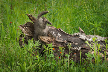 Red Fox (Vulpes vulpes) Kit Falls Into Log