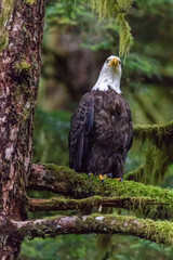 Eagle on Branch