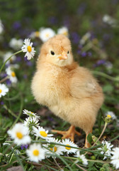 Cute chick in colorful meadow vertical © Uros Petrovic