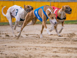 Hunderennen 1