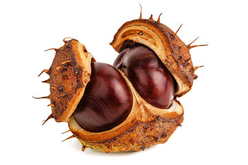 chestnut on white