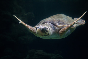 Turtle Portrait