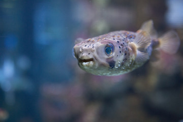 Smiling Pufferfish