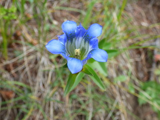 Mountain Gentian Flower