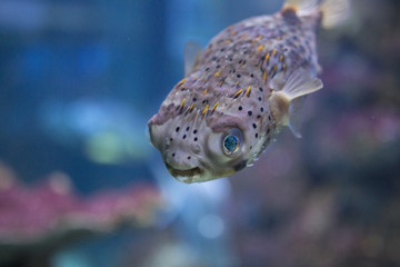 Smiling Pufferfish © Marcel