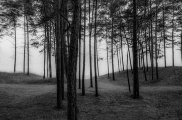 Trees in black and white 
