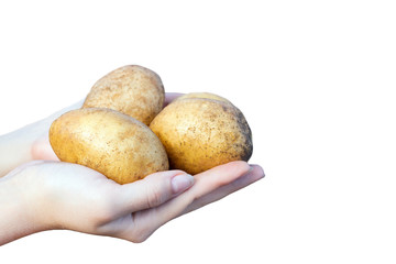 Hands of Young woman holding yellow Potatoes isolated on white background