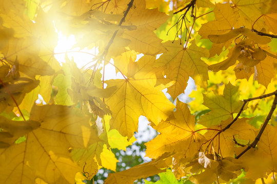 Autumn Yellow Maple Leaves with sunlight