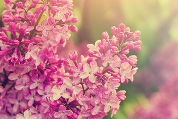 Lilac flowers in the garden