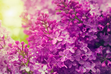 Naklejka na ściany i meble Lilac flowers in the garden
