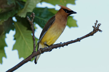 A Cedar Waxwing perches on a branch while leaves create a beautiful backdrop. These colorful birds flock to berry bushes and water in search of food.