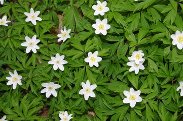 Zawilce gajowe © radek5252