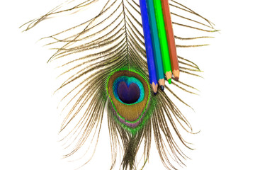 Peacock feather with colored pencils on white background