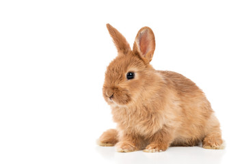 Portrait of beautiful red-haired rabbit sitting isolated on white background