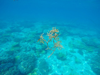 Fototapeta na wymiar Sea water and plant. Oceanic environment underwater photo.