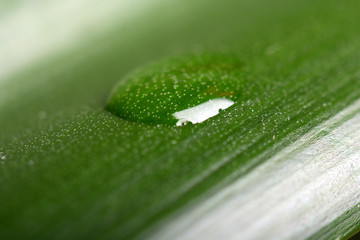 Drops Water on Green Leaves. Macro Close Up