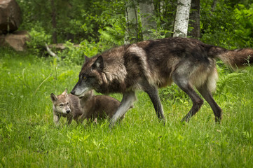 Black-Phase Grey Wolf (Canis lupus) and Pups