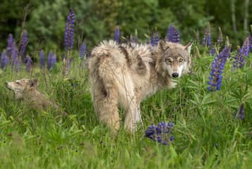 Naklejka premium Grey Wolf (Canis lupus) Looks Out