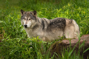 Naklejka na ściany i meble Grey Wolf (Canis lupus) Stands Behind Rock