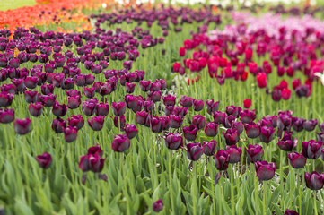 Obraz premium dark purple tulips in the garden