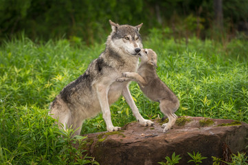 Loup gris (Canis lupus) chiot saute sur adulte