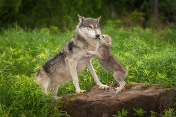  Grijze wolf (Canis lupus) Pup springt op volwassen © geoffkuchera