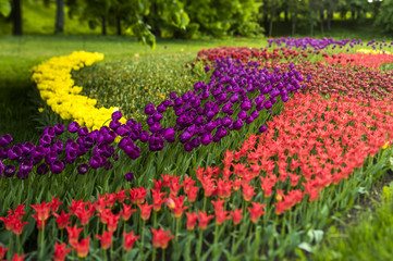 multicolored tulips