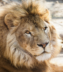 Portrait of a lion close-up